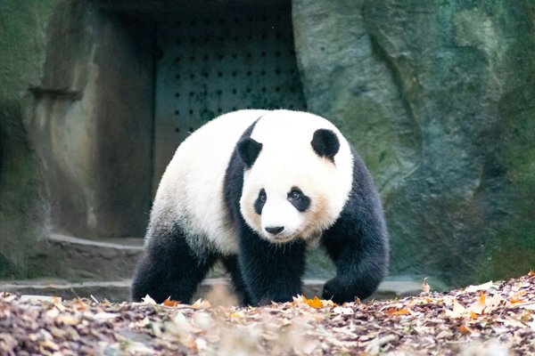 Comment planifier une excursion pour observer les pandas géants au Sichuan, Chine?